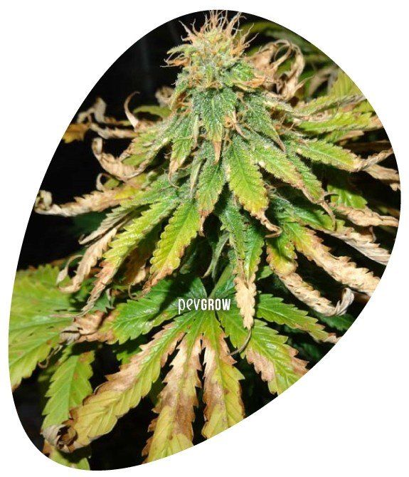 *Immagine di una pianta di marijuana con accentuato eccesso di fosforo