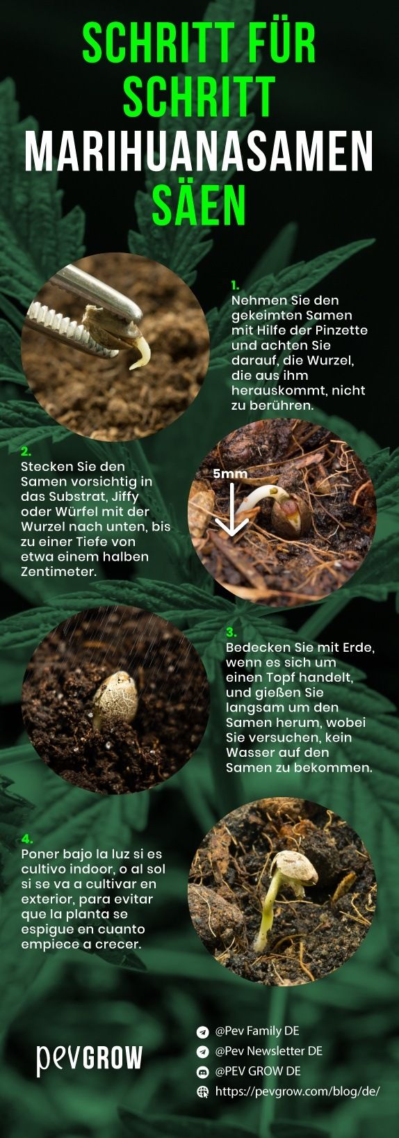Infografik zur Aussaat von Marihuana-Samen - Schritt für Schritt