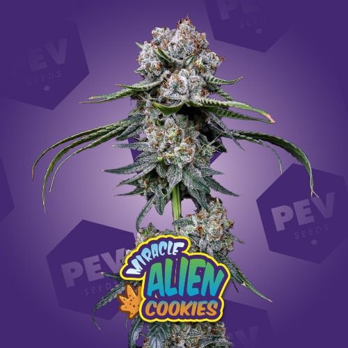 Miracle Alien Cookies ( MAC )