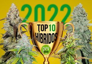 Imagen de una copa trofeo representando los mejores hibridfos del año 2022 flanqueada por dos plantas de cannabis