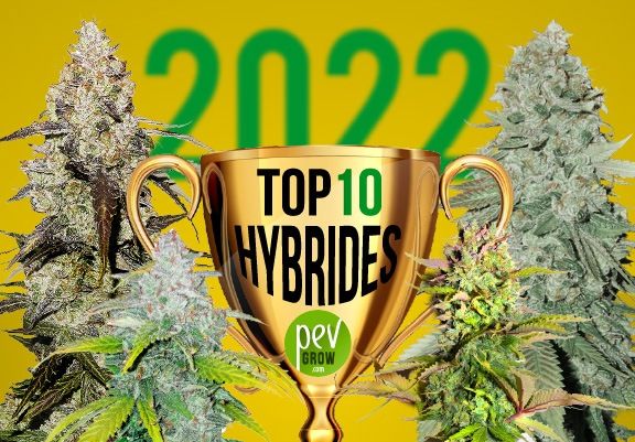 Image d'un trophée représentant les meilleurs hybrides de l'année 2022, flanqué de deux plants de cannabis.