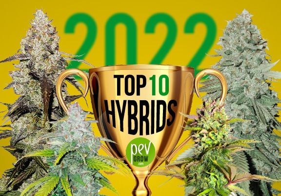 Image of a trophy cup representing the best hybrids of the year 2022 flanked by two cannabis plants.
