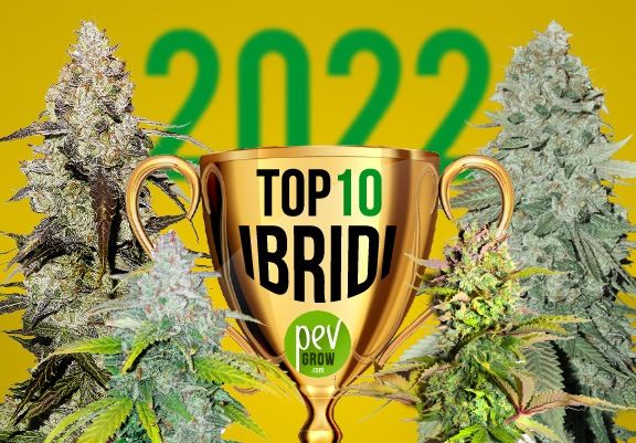 Immagine di una coppa trofeo che rappresenta i migliori ibridi dell'anno 2022 affiancata da due piante di cannabis.