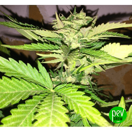 Best autoflowering sativa strains