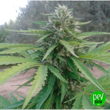 Best autoflowering sativa strains