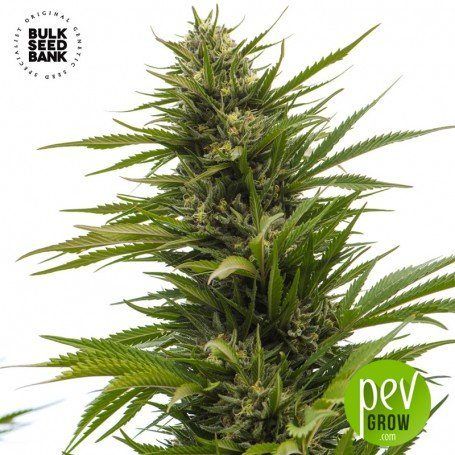 Best autoflowering sativa strains