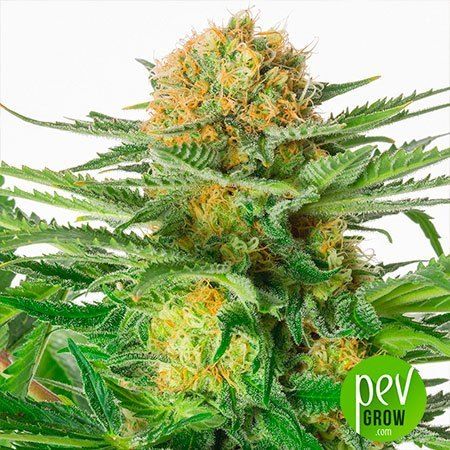 best narcotic cannabis strains