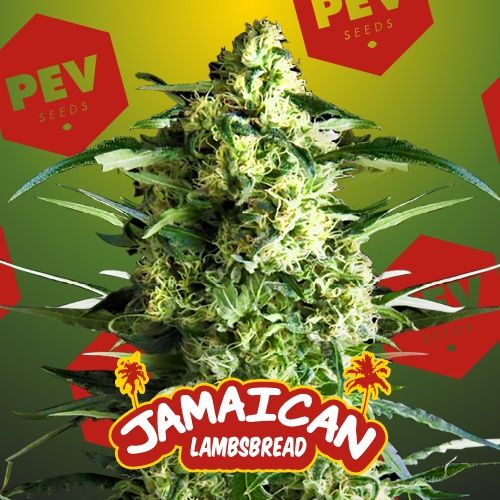 Jamaican Lambsbread Strain