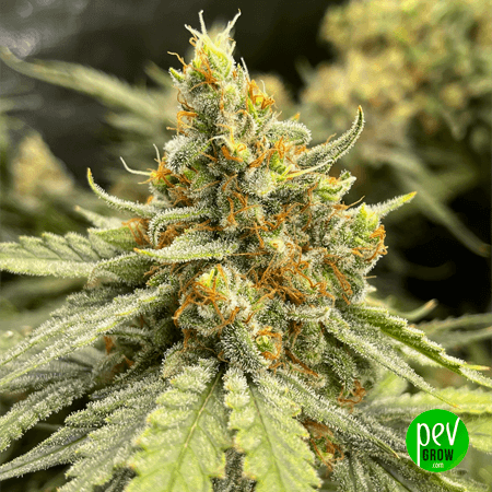 Monster Cookies Strain - Buy Seeds at Pevgrow