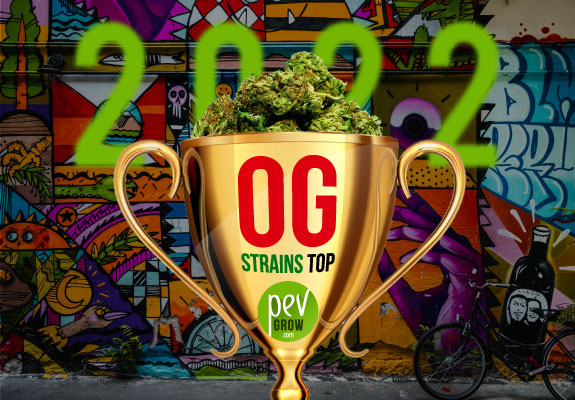 Ranking of the best OG strains today