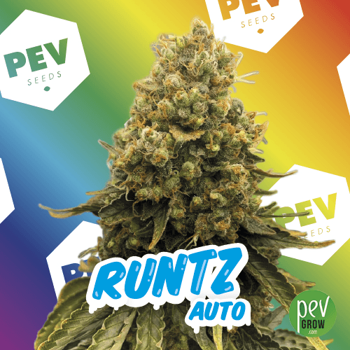 Runtz Auto Strain