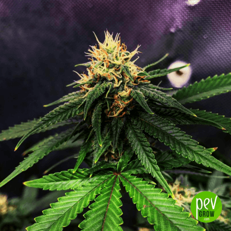 Best autoflowering sativa strains