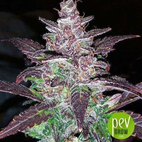 Best autoflowering sativa strains