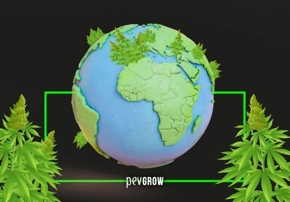Image du globe terrestre avec des plants de cannabis dans certains pays et en arrière-plan une plante de chaque côté.