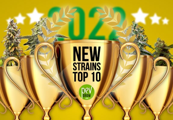 Ranking of the best new marijuana strains