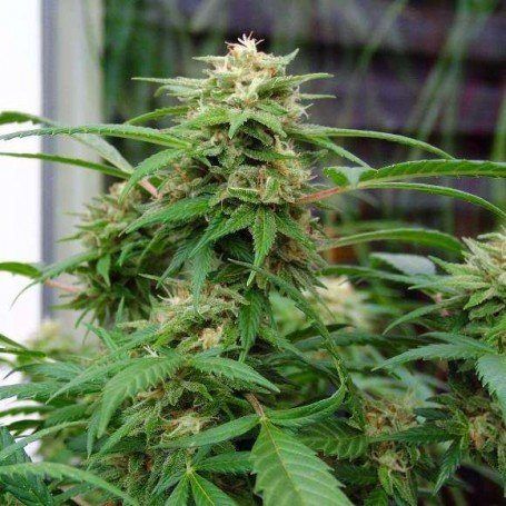 best narcotic cannabis strains