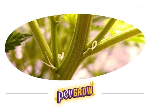 *Imagen de una planta de marihuana hembra durante la prefloración, donde se pueden ver sus preflores en forma de pelitos blancos*