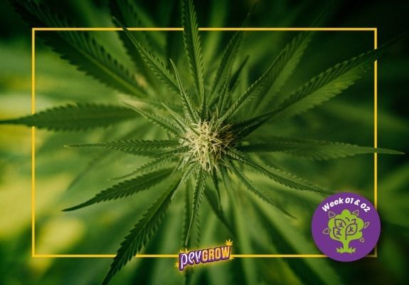 Semaine 1 et 2 de la floraison des plantes de Cannabis