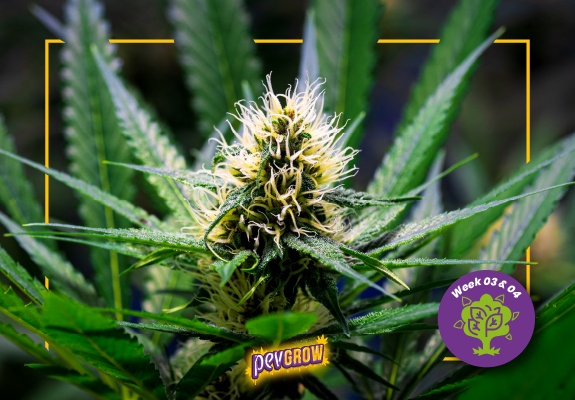 Image d'un plant de cannabis en train de fleurir dans sa 3ème et 4ème semaine.