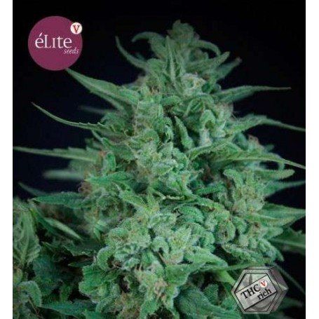 Novarine THCV Elite Seeds