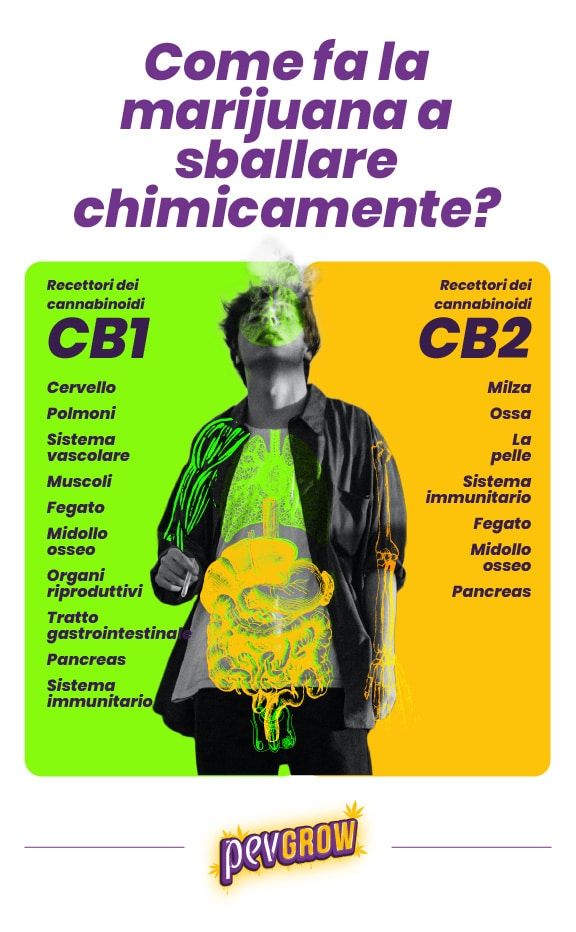 *Immagine che mostra come i cannabinoidi attivano i recettori CB1 e CB2*