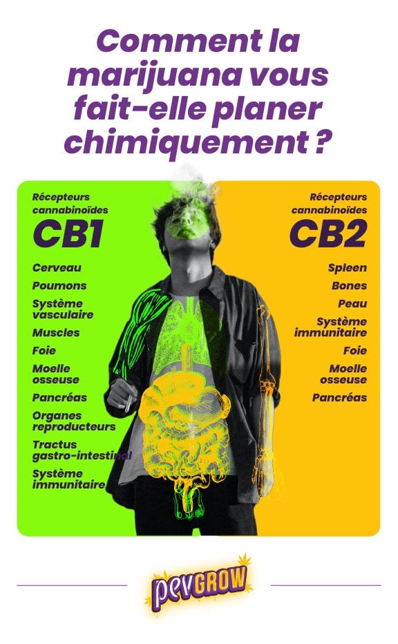 *Image montrant comment les cannabinoïdes activent les récepteurs CB1 et CB2*
