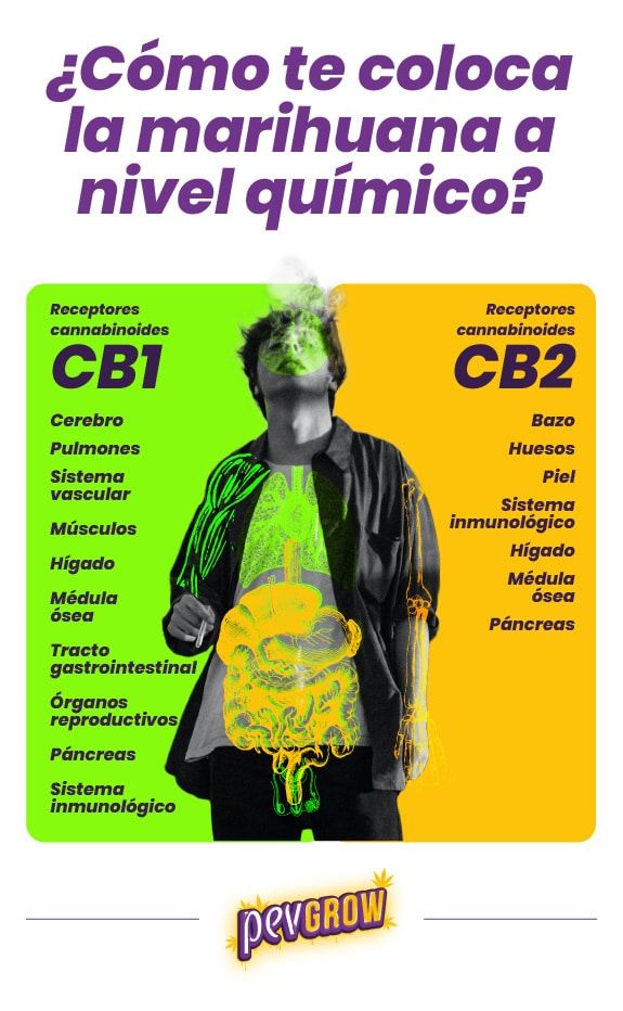 *Imagen que muestra la forma en que los cannabinoides activan los receptores CB1 y CB2*