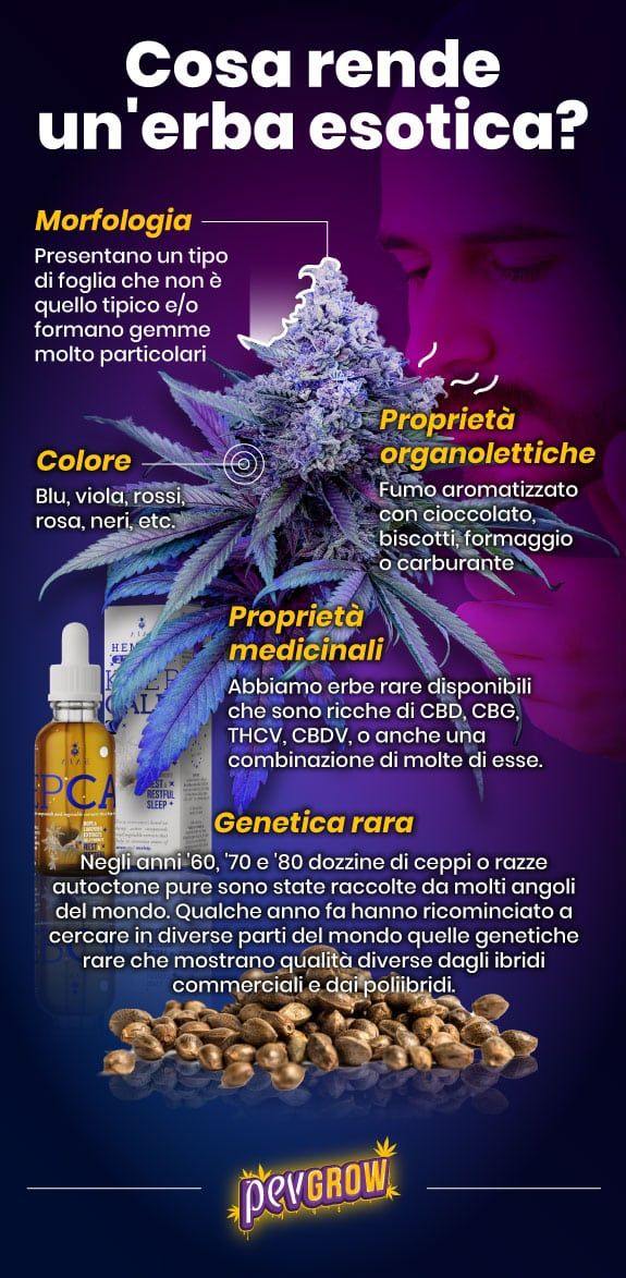 Infografica su cosa rende una pianta di cannabis esotica in immagini