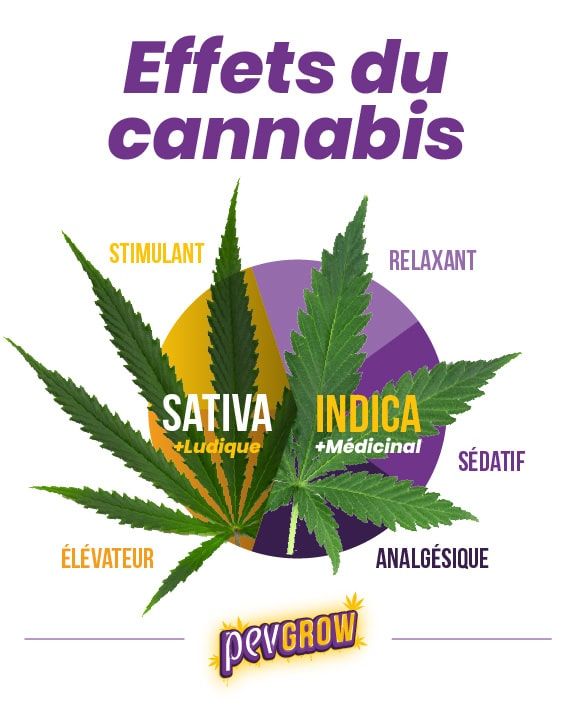 *Représentation graphique des effets du cannabis*