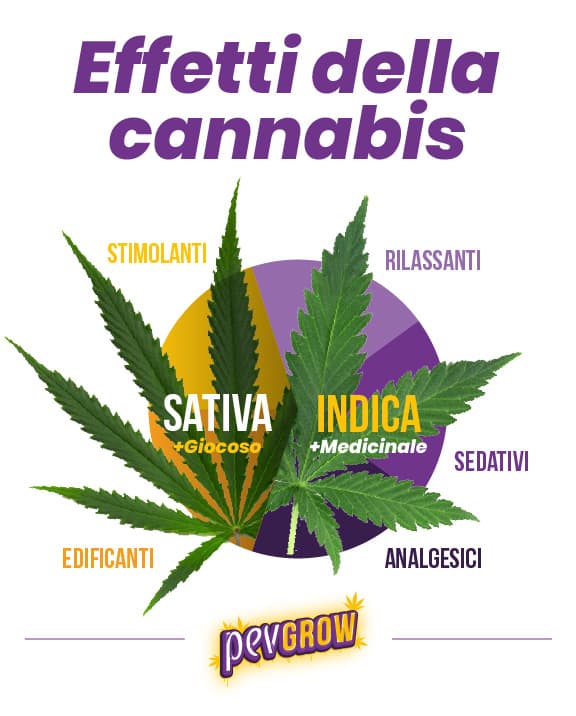 *Rappresentazione grafica degli effetti della cannabis*