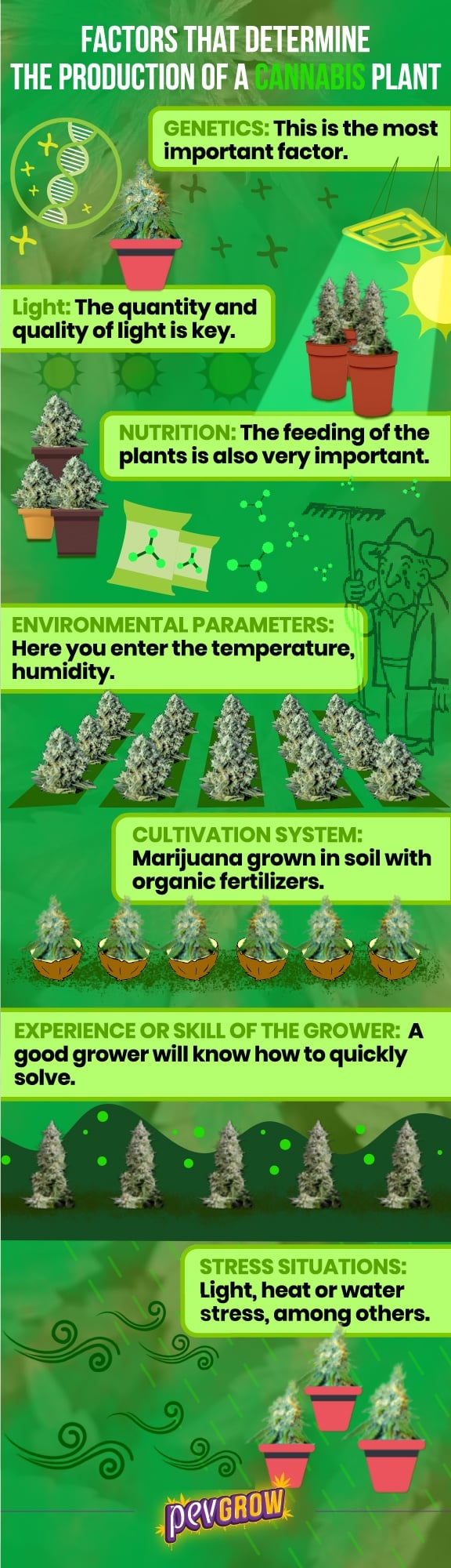 Factors determining the production of a cannabis plant in pictures