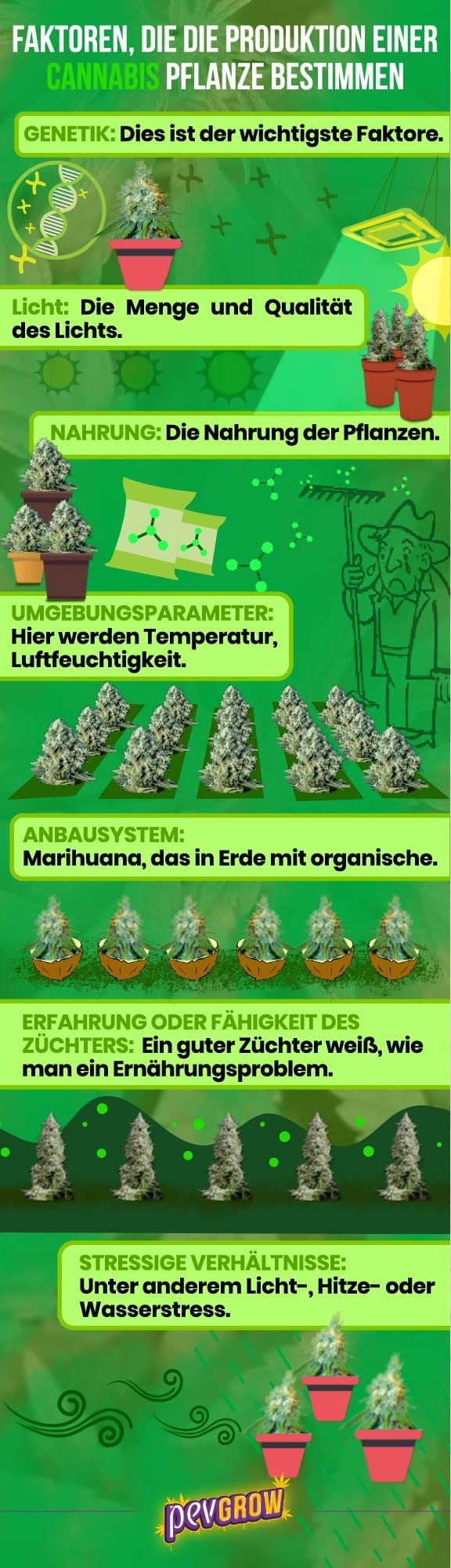 Faktoren, die die Produktion einer Cannabispflanze bestimmen, in Bildern