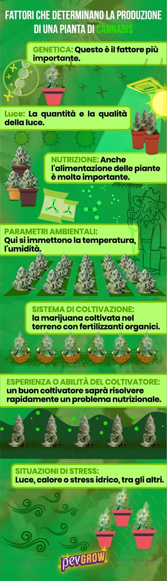 I fattori che determinano la produzione di una pianta di cannabis in immagini