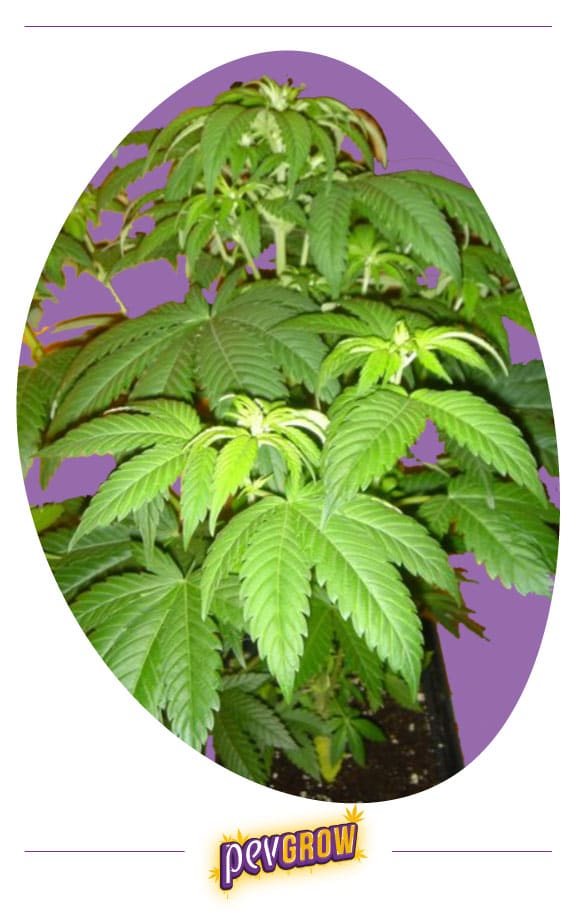 Bild-einer-Pflanze-in-Vollblüte-Phase-bei-der-Vorblüte-wo-man-den-Ast-Wachstum-und-die-Hauptspitze-sehen-kann