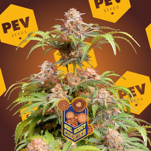 Girl Scout Cookies PEV Bank Seeds