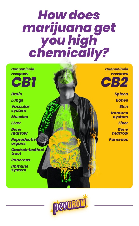 *Image showing how cannabinoids activate CB1 and CB2 receptors*