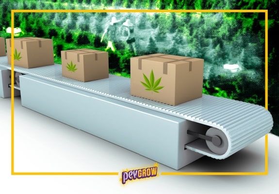Imagen simulando una cadena de producción industrial de marihuana