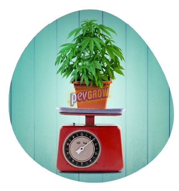 *Imagen de una planta de marihuana subida en una báscula para comprobar su peso*