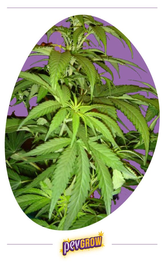 Immagine della cima di una pianta dove si può vedere l'allungamento della sua struttura durante la prefioritura