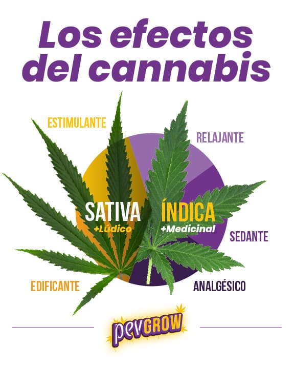 *Representación gráfica de los efectos del cannabis*