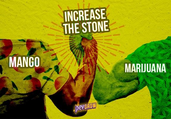 Mango and marijuana, everything you need to know