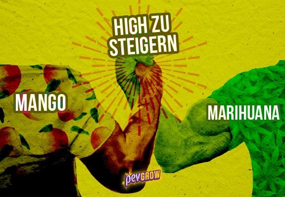Mango und Marihuana, alles, was Sie wissen müssen