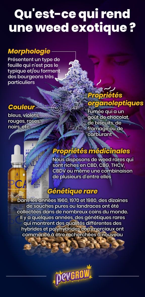 Infographie sur les caractéristiques d'une plante de cannabis exotique en images