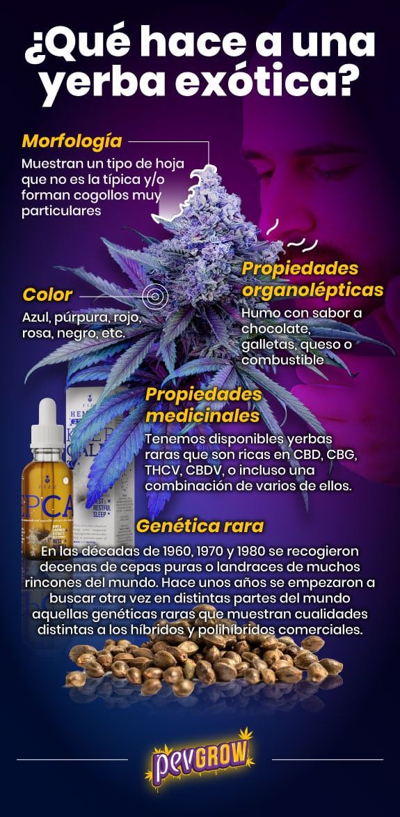 Infografia de qué hace a una planta de cannabis exótica en imágenes