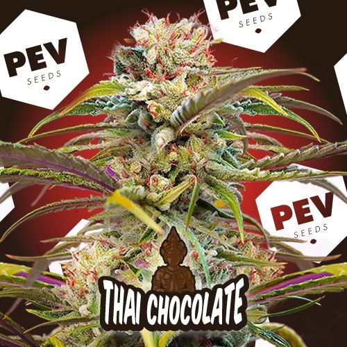 Chocolate Thai PEV Bank Seeds