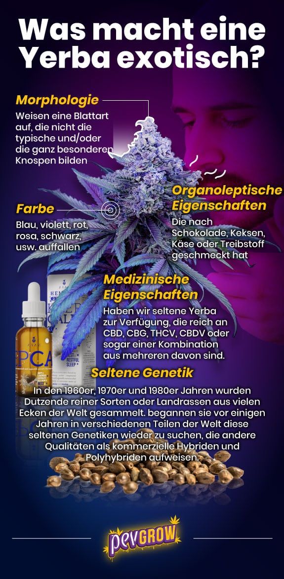 Infografik, was eine exotische Cannabispflanze ausmacht, in Bildern