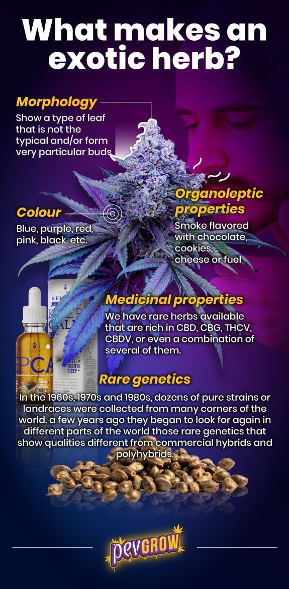 Infographic of what makes an exotic cannabis plant in pictures