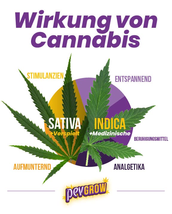 *Grfische Darstellung der Wirkung von Cannabis *