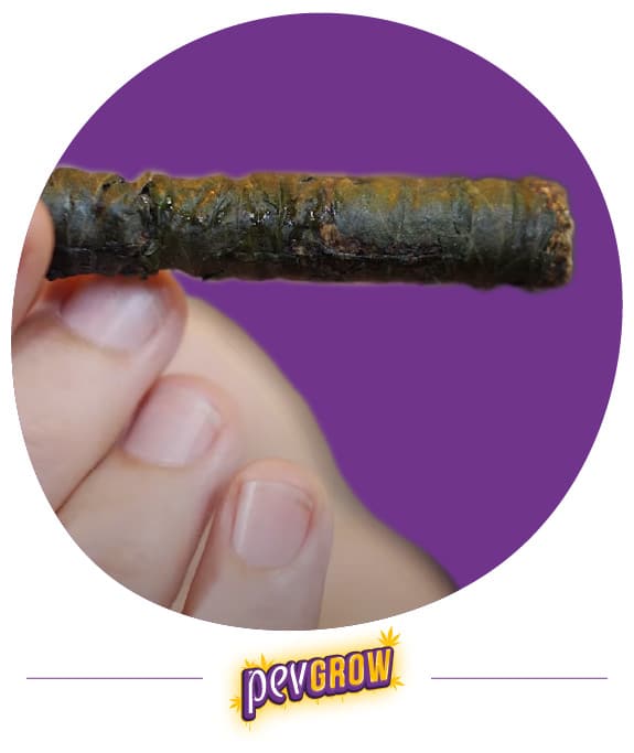 Cannabis Thai Stick