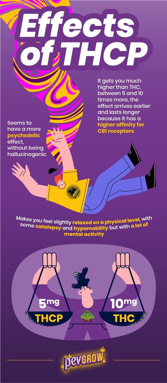 Infographic-summary on the effects of THCP